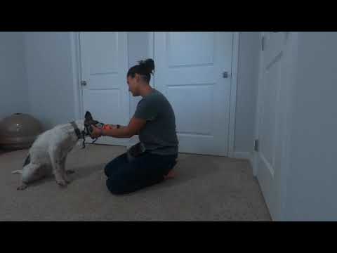 Basket Muzzle Acclimation