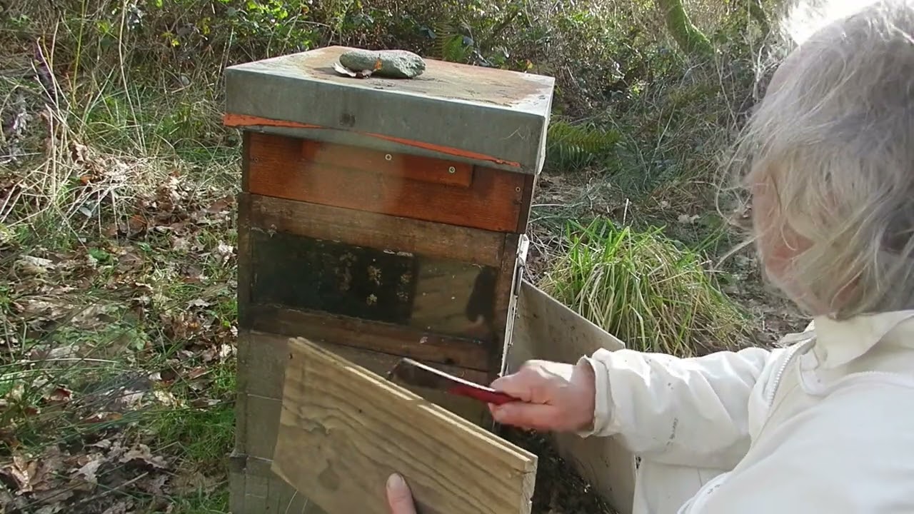 le réveil des abeilles et le début de la ponte des reines fin février les abeilles de la forêt