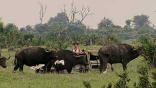 Big Cat Odyssey - Trailer - Wildlife Films - National Geographic
