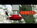 HUMMERS  -- Time to feed the hummingbirds. Here&#39;s how.