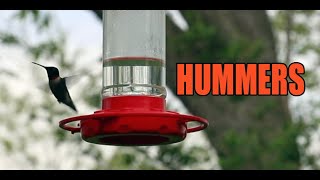 HUMMERS    Time to feed the hummingbirds. Heres how.