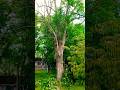 HOW Do YOU KNOW If A Tree Is TOO BAD To Climb? #TreeClimbing #TreeWork #Inspect #Chainsaws #Shorts