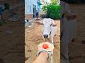 Jay Gaumata #cow #ytshorts #gaumata