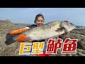 【English sub】小章赶海惊动银色大物，瞬间暴怒在水坑四处乱窜，根本控制不住！【赶海小章】