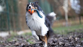 The Reality of Shetland Sheepdog Guard Dog Training