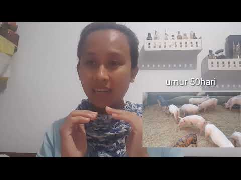 Video: Apa Dan Kapan Memberi Makan Anak Babi