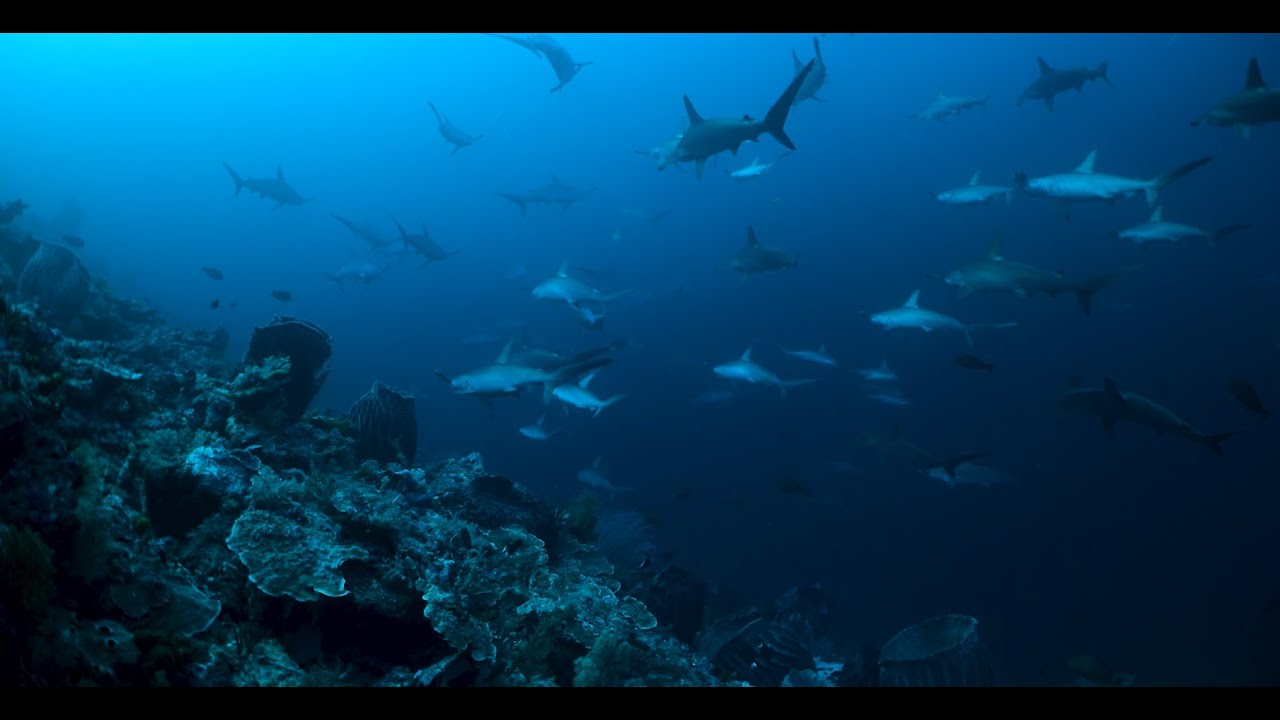 Banda Sea SCUBA Diving with Hammerhead Sharks - Sep 2024