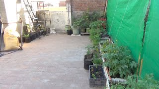 Organic Summer Vegetable Garden Update 8 April 2020