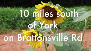Photographers, nature lovers enjoy sunflower fields in Western York County