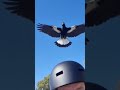 Magpie attack on my ninebot max