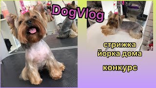 DogVlog: СТРИГУ ШАРЛОТТУ / НОВОГОДНИЙ КОНКУРС / РОЗЫГРЫШ ПРИЗОВ ДЛЯ СОБАК