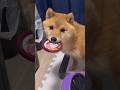 生後一年半の振り返り集 #豆柴 #柴犬