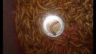 مشروع  الميل ورم  (mealworm) مشروع مربح وسهل الربح بالدولار 01203103910