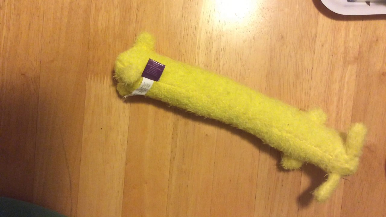 Dog chase mice YouTube