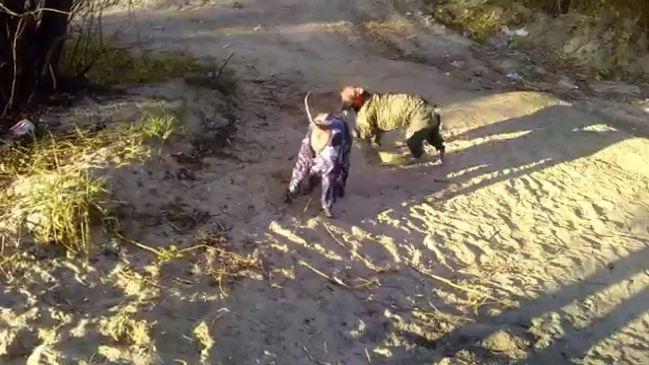 Xolo standard size, Sila & Omi