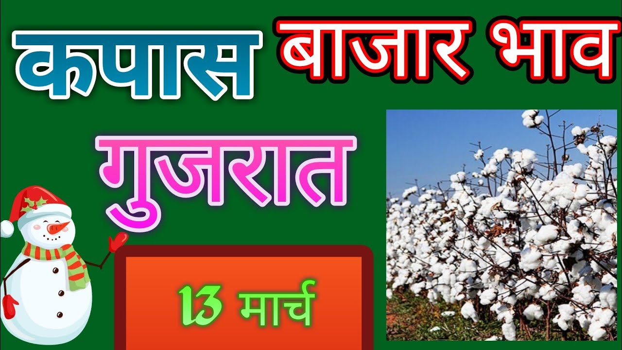 गुजरात कापूस बाजार भाव सर्व बाजार समित्यांचे ## cotton price in All Gujrat # कपासी दाम