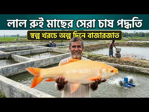 লাল রুই মাছ চাষ | সোনালি রুই মাছ চাষ পদ্ধতি | Lal rui macher Pona | লাল রুই মাছের পোনা