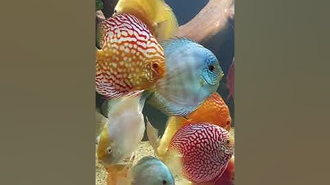 Giới Thiệu Về Cá Dĩa  | Discus House Aquarium