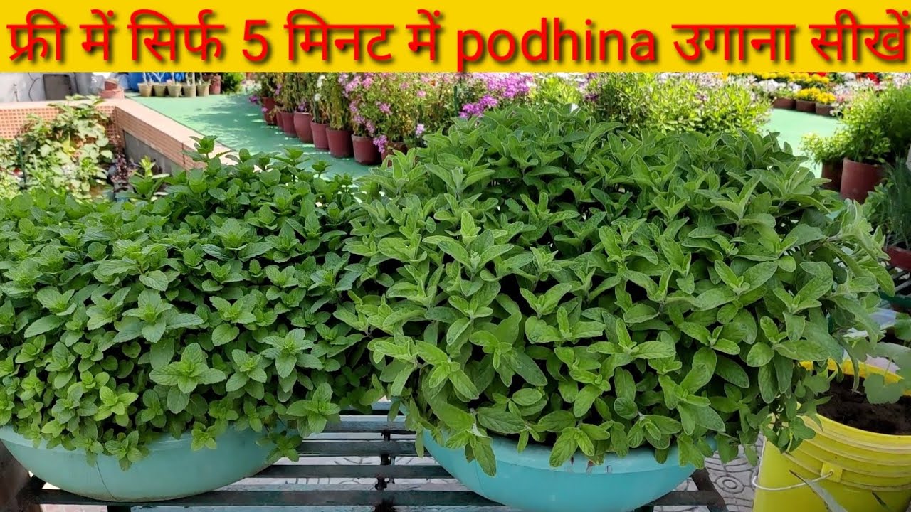 How to fast grow mint from cutting at home