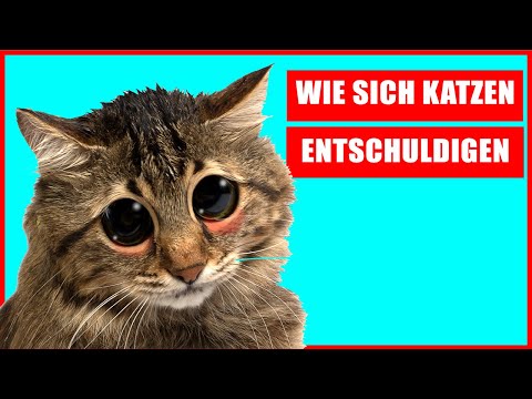 Video: Eigenschaften von Dalmatiner