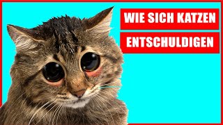 Wie Entschuldigen Sich Katzen Bei Ihren Menschen?