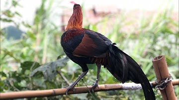 ไก่ป่าน้ำ1 qaib qub น้ำ1 100%