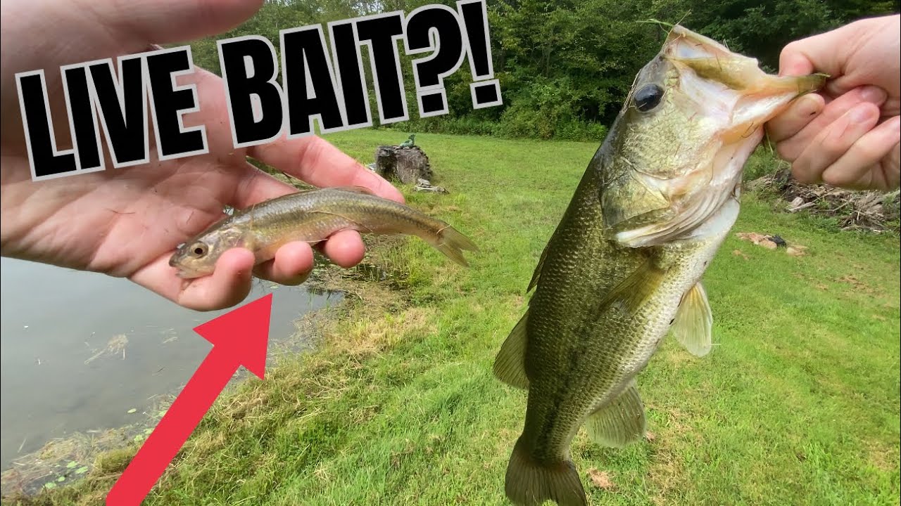 LIVE BAIT catches BIG BASS!!