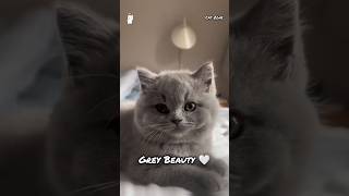 Cute Cats and Kittens 😂😸 #cat #shorts #viral #kitten #catshorts #catvideos #trending #ytshorts #pets
