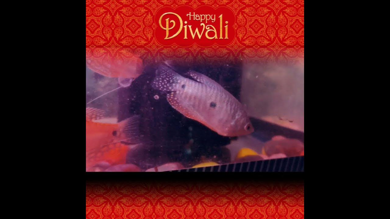 gourami fish without oxygen aquarium fish youtube,aquarium_fish