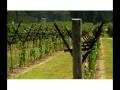 Texas Wine Country Video  - Vintage Oaks at the Vineyard