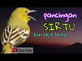 Pancingan Sirtu Biar Bunyi Sahut Sahutan Mp3 - Mp4 Download