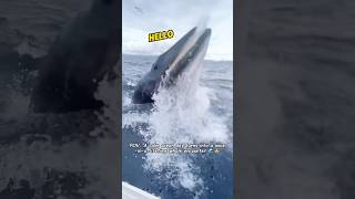 Shocking whale encounter: it appeared right next to the boat 🐋#Whale#ocean#NatureBeauty #fyp#viral