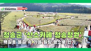 청송군 ‘산소카페 청송정원’, 백일홍 물결 속 가을 힐링 명소로 인기..