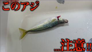 釣って来たアジがヤバかった！！