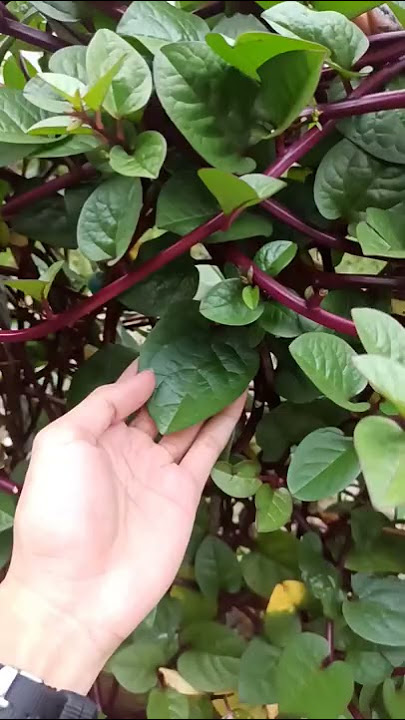DAUN BINAHONG SERIBU MANFAAT