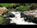 Calm River Sounds to Calm Your Mind in Nature – Release Stress