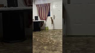 Agile Dog Leaps Out of Ground Floor’s Window