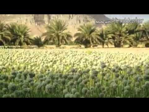 قصيدة عمرو عبدالله بن عجلان العليي بمناسة اجتماع قبائل ومناصب حضرموت في وادي نحب غيل بن يمين 4 7 20