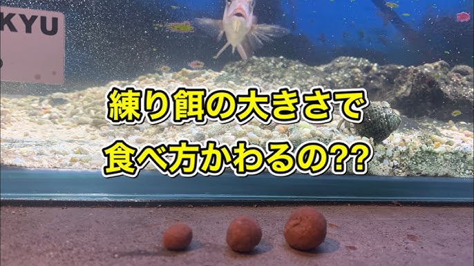 チヌ クロダイ 捕食シーン 練り餌 チヌ釣り Youtube チヌ クロダイ 捕食シーン 練り餌 チヌ釣り Youtube