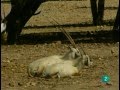 El Oryx (Documental) Sobreviviendo en la naturaleza_Español-Castellano