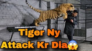 Aj 7 Din Bad Tiger k Pas Aya Or Tiger Ny Attack Kr Dia 😢| Meetup With Tiger After 7 Days | Nouman |