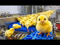 Inside the Largest Chicken Hatchery & Broiler Farm Egg to Meat Production Line Processing Guru
