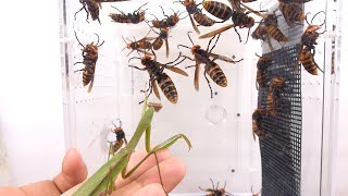 大量のオオスズメバチの中にカマキリを投入