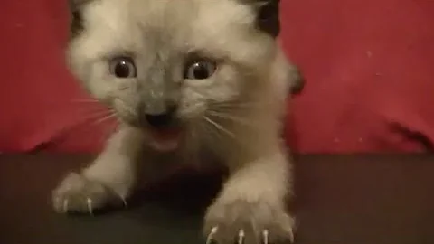 Video 2018041: siamese cat, cute baby kittens playing, kitten climbing, meow