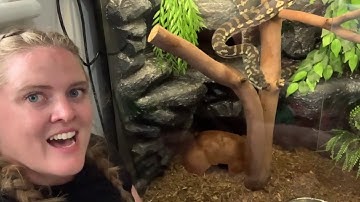 My Jungle Python Enclosure