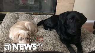 Реакция собаки на подарок от хозяйки покорила соцсети Реакция собаки на подарок от хозяйки покорила соцсети