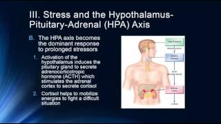 Stress & the HPA Axis