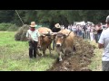 Les boeufs de la fête de Chamorin