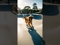 Yo yo yo 😎🐶