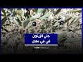 جني الزيتون في بني ملال محصول وفير وتوقعات بانخفاض سعر زيت الزيتون بعد الأمطار الأخيرة 